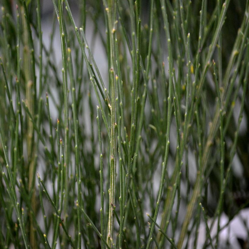 Cytisus praecox Allgold (Foliage)