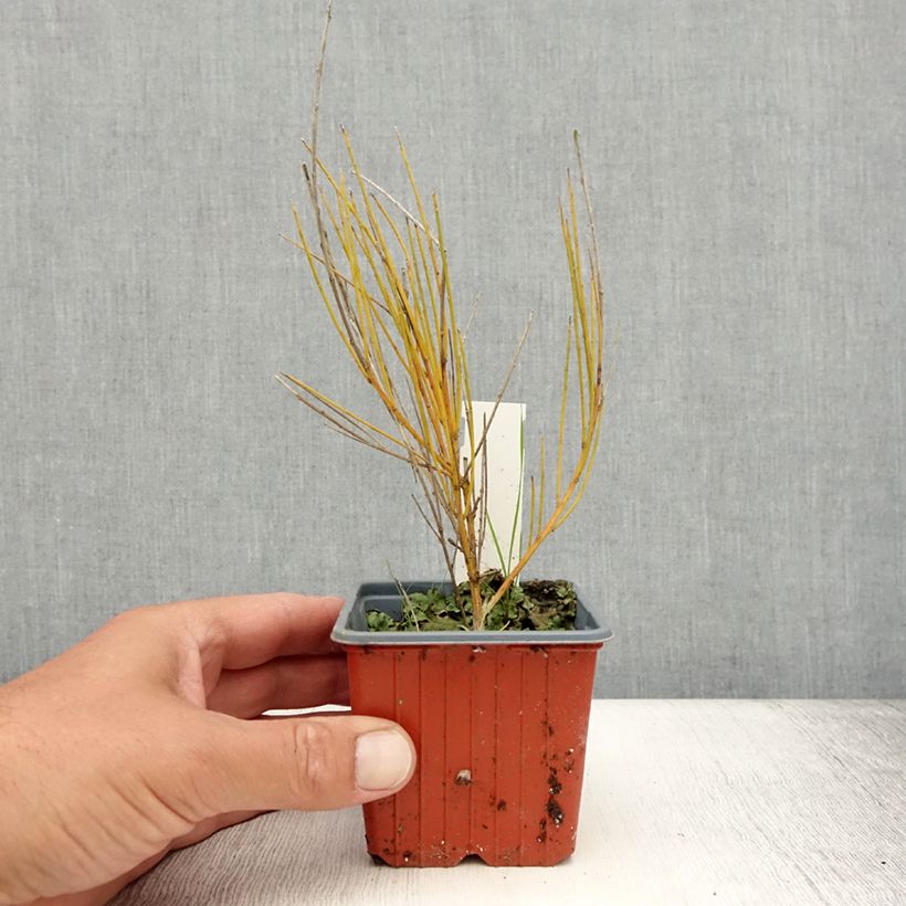 Cytisus praecox Allgold 8/9 cm pot sample as delivered in summer