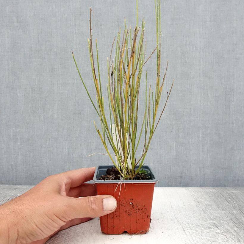Cytisus praecox 8/9 cm pot sample as delivered in summer