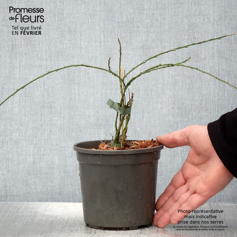Cytisus x kewensis 2L/3L pot sample as delivered in winter