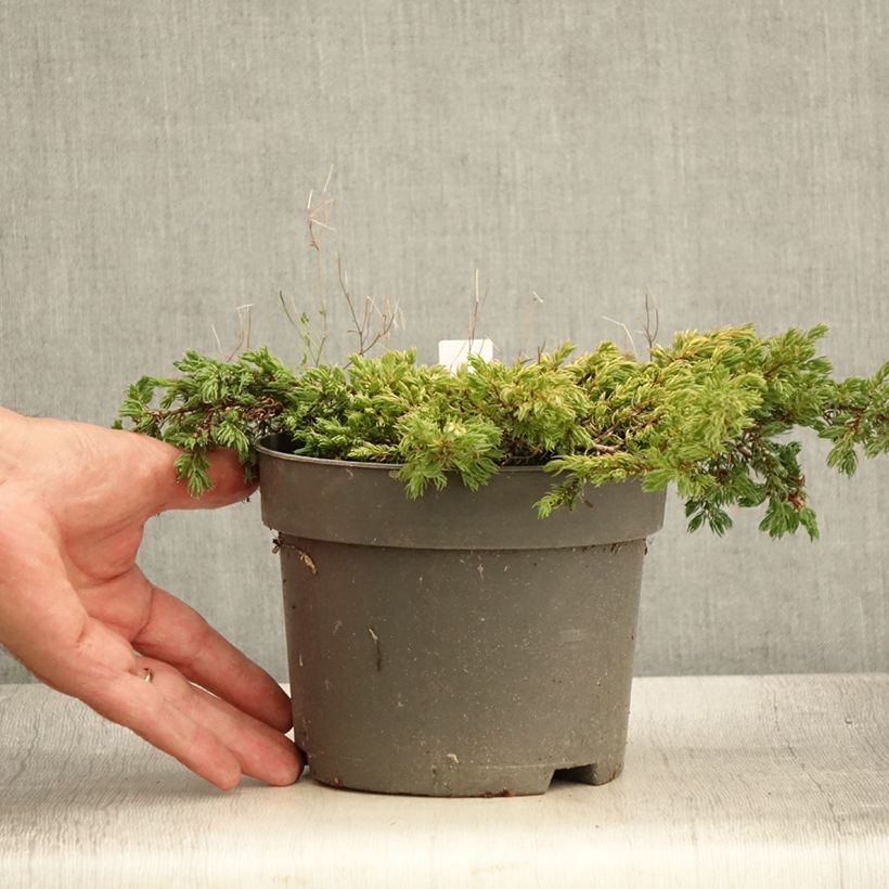 Juniperus communis Goldschatz 2L/3L pot sample as delivered in summer