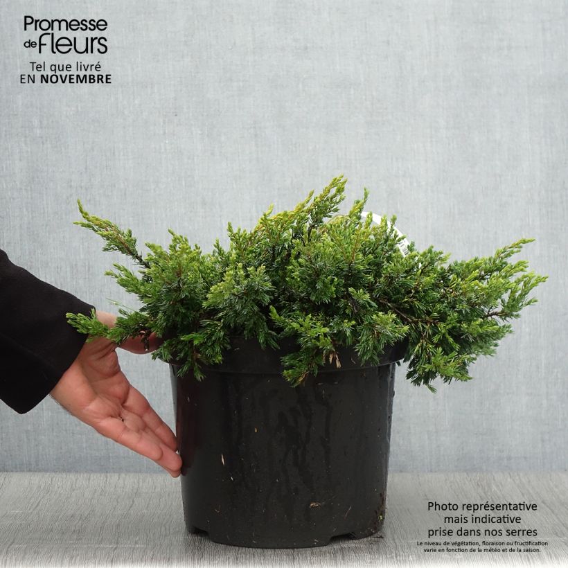 Juniperus communis Goldschatz 7.5L/10L pot sample as delivered in autumn