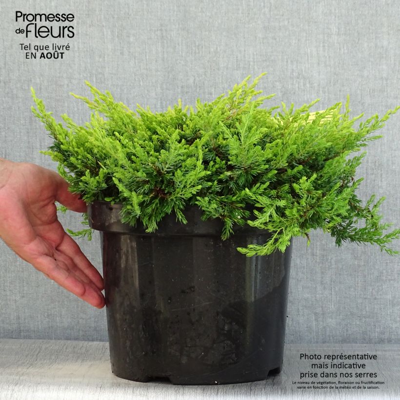 Juniperus communis Goldschatz 7.5L/10L pot sample as delivered in summer