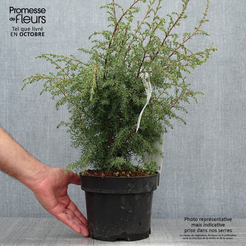 Juniperus communis Hibernica 2L/3L pot sample as delivered in autumn