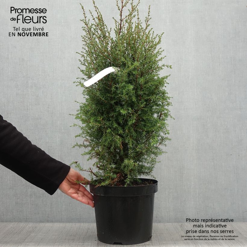 Juniperus communis Hibernica 7.5L/10L pot sample as delivered in autumn