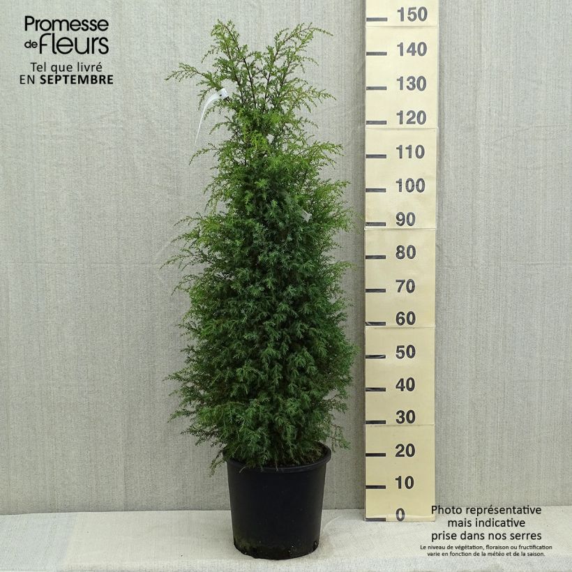 Juniperus communis Pyramidalis 7.5L/10L pot sample as delivered in summer