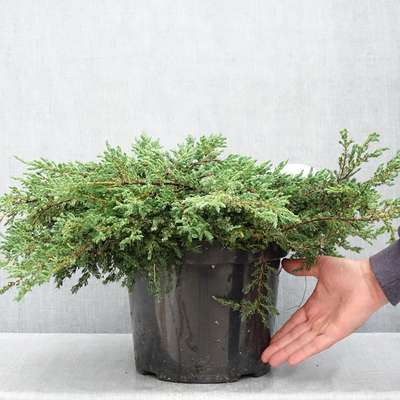 Juniperus communis Repanda 7.5L/10L pot sample as delivered in spring