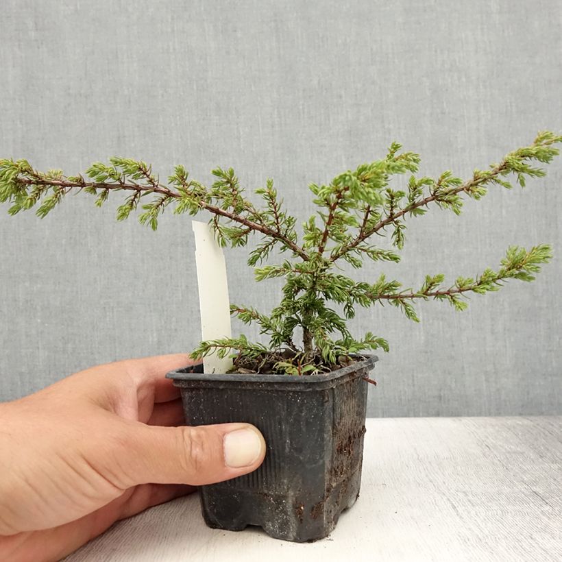 Juniperus communis Repanda 8/9 cm pot sample as delivered in summer