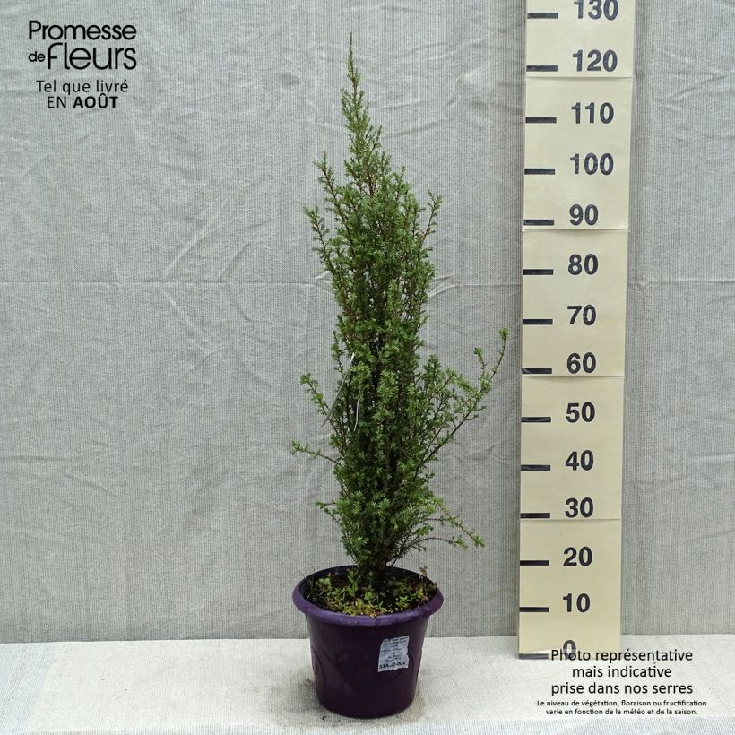 Juniperus communis Sentinel 7.5L/10L pot sample as delivered in summer