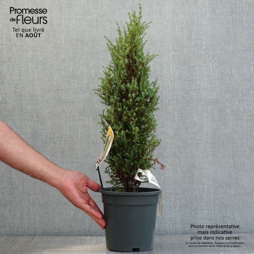 Juniperus communis Compressa 2L/3L pot sample as delivered in summer