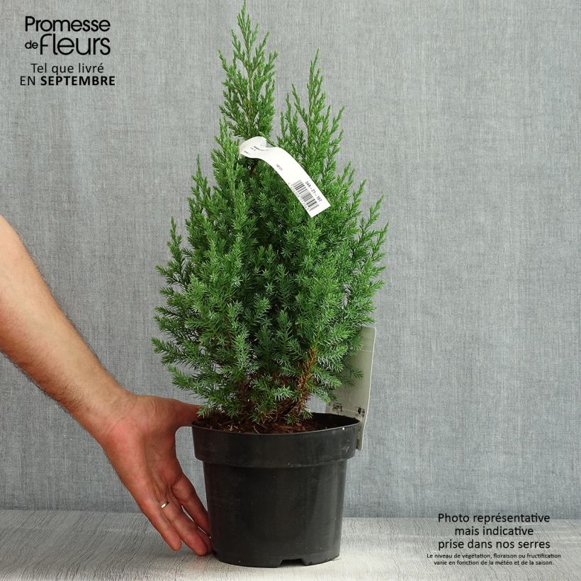 Juniperus chinensis Stricta 2L/3L pot sample as delivered in summer