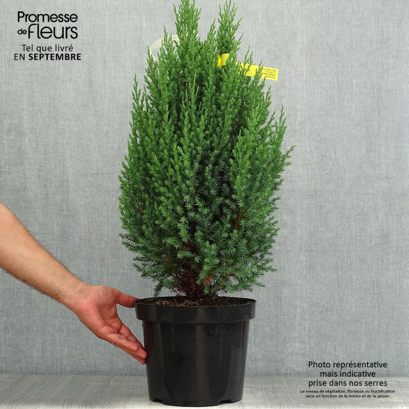 Juniperus chinensis Stricta 7.5L/10L pot sample as delivered in summer
