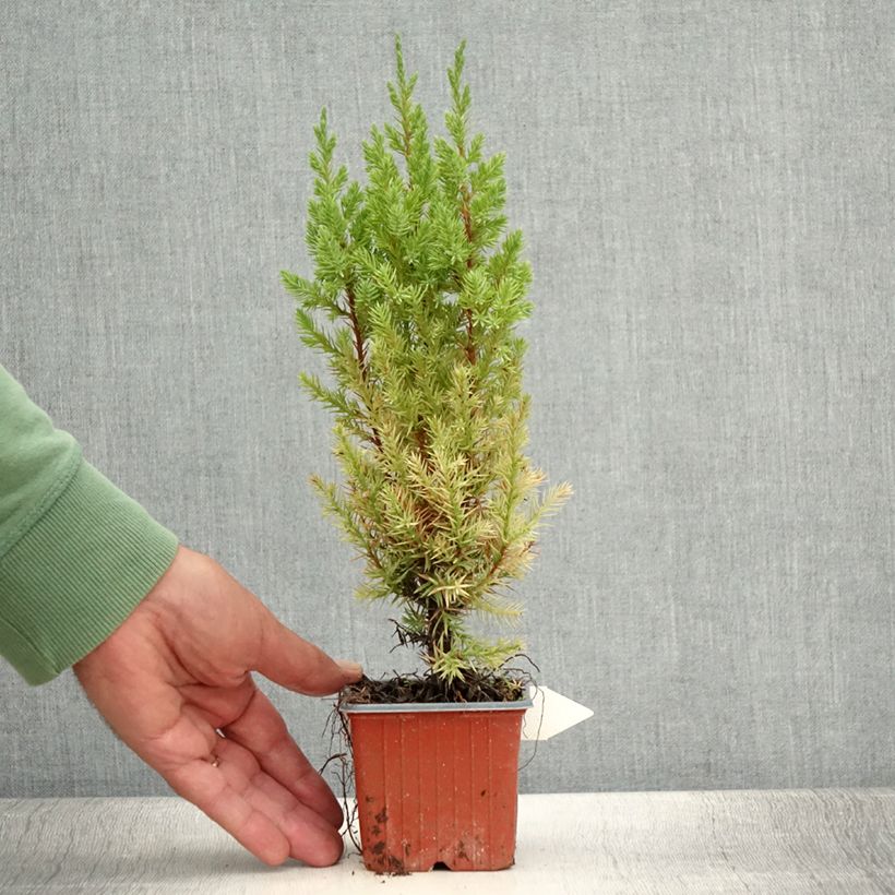 Juniperus chinensis Stricta 8/9 cm pot sample as delivered in summer
