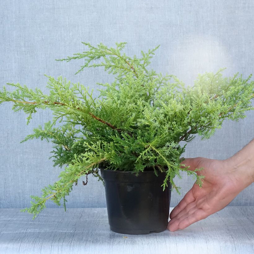 Juniperus pfitzeriana Compacta 2L/3L pot sample as delivered in summer