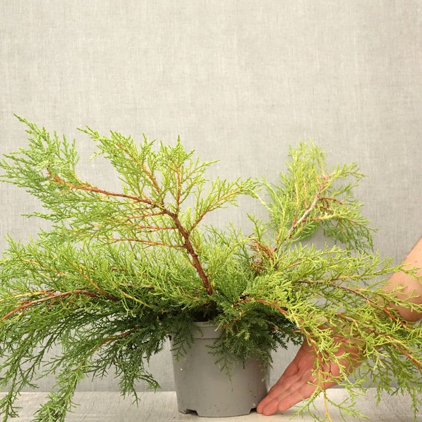Juniperus pfitzeriana 2L/3L pot sample as delivered in summer