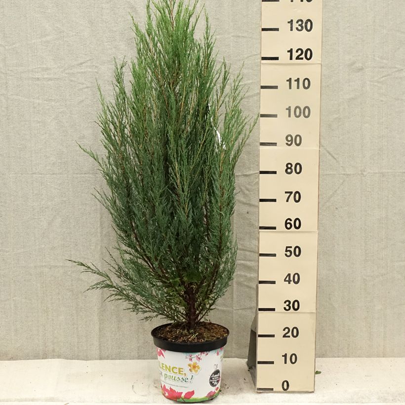 Virginia Juniper - Juniperus scopulorum Blue Arrow 6L/7L pot sample as delivered in summer