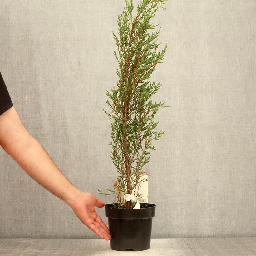 Juniperus scopulorum Blue Ivory 2L/3L pot sample as delivered in summer