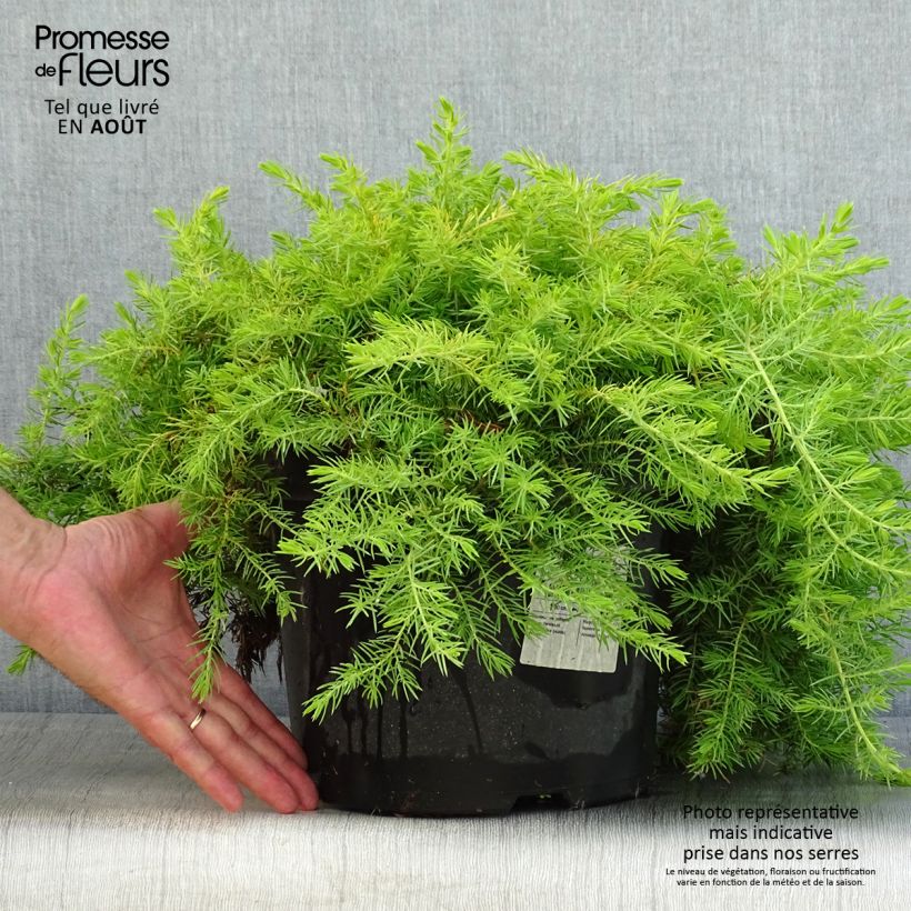 Shore Juniper - Juniperus conferta All Gold 7.5L/10L pot sample as delivered in summer