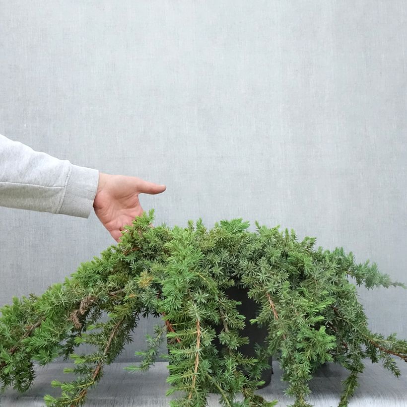 Juniperus rigida subsp. conferta Blue Pacific 7.5L/10L pot sample as delivered in summer