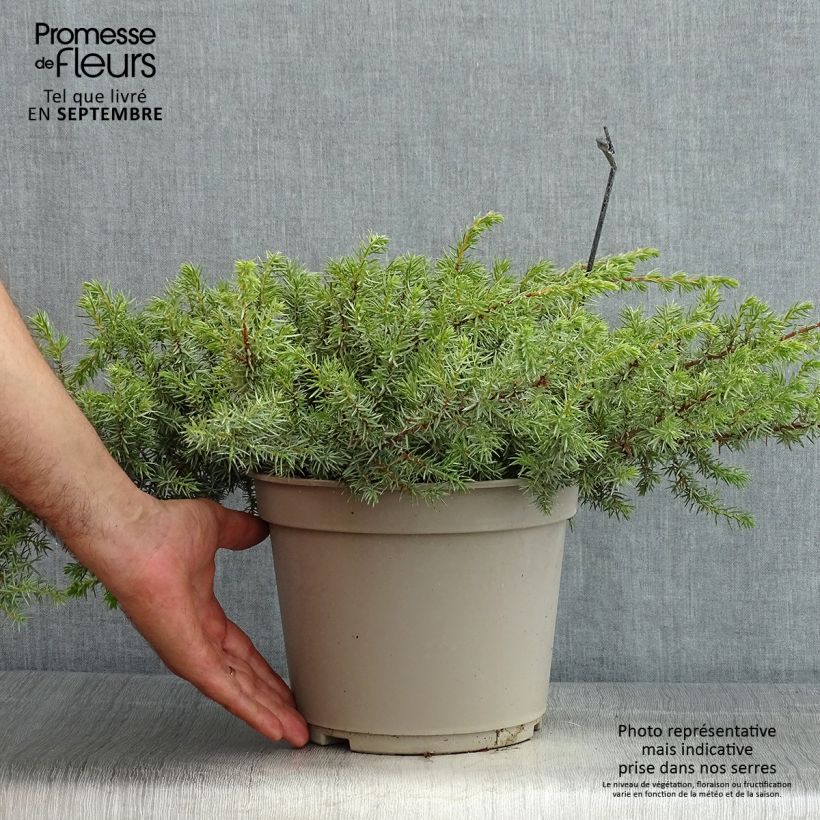 Juniperus conferta Schlager 4L/5L pot sample as delivered in summer