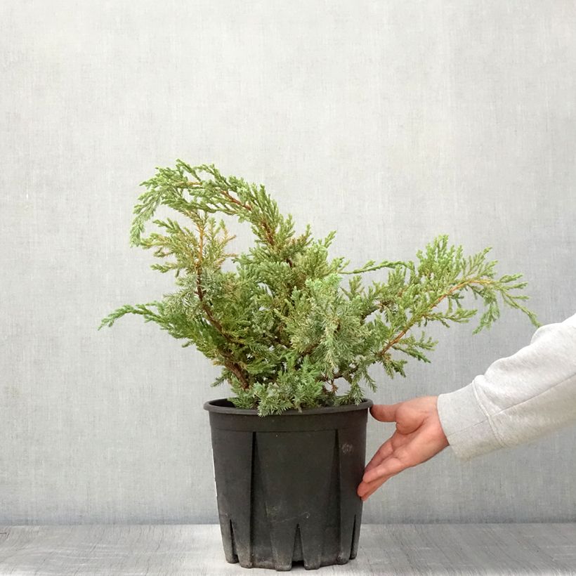 Juniperus squamata Blue Carpet 7.5L/10L pot sample as delivered in summer