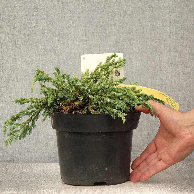 Juniperus squamata Blue Spider 2L/3L pot sample as delivered in summer