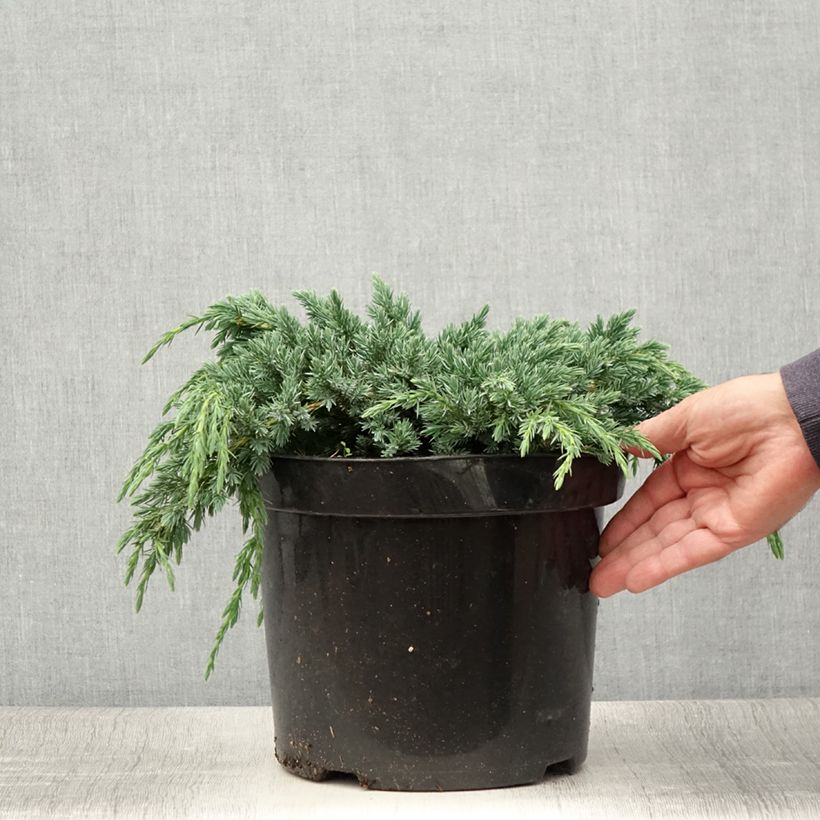 Juniperus squamata Blue Spider 7.5L/10L pot sample as delivered in summer