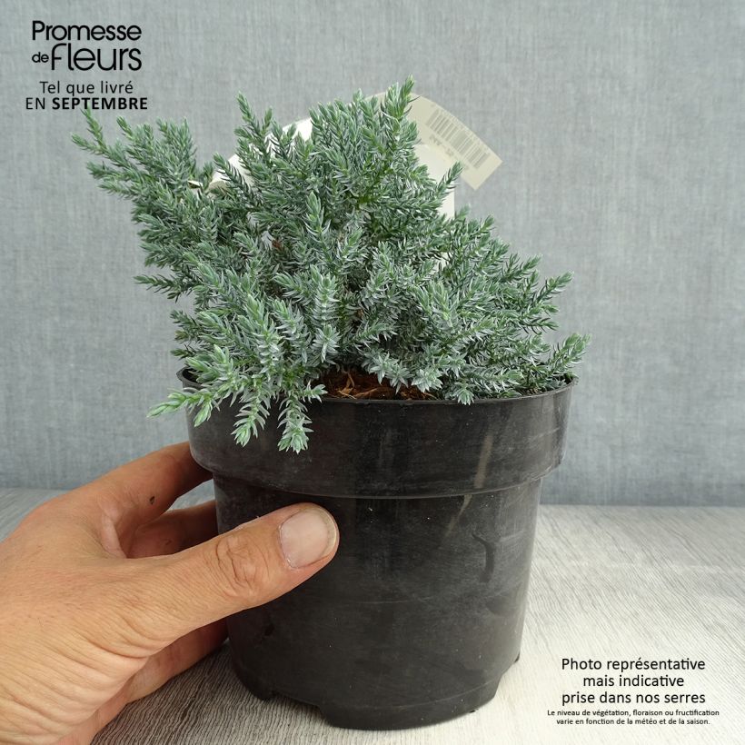 Juniperus squamata Tropical Blue 2L/3L pot sample as delivered in summer