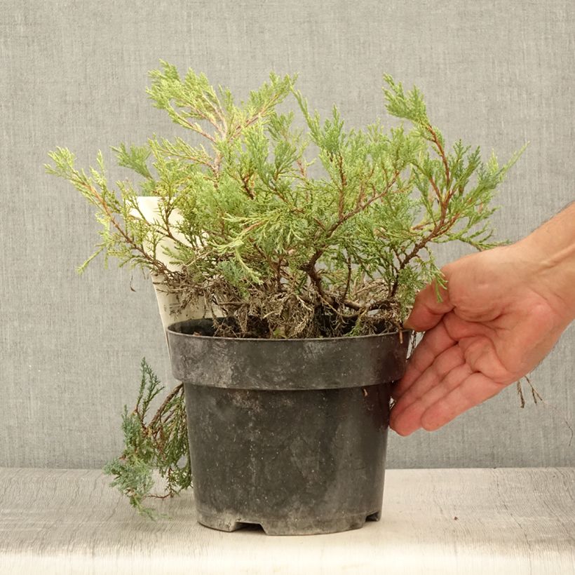 Juniperus horizontalis Agnieszka 2L/3L pot sample as delivered in summer