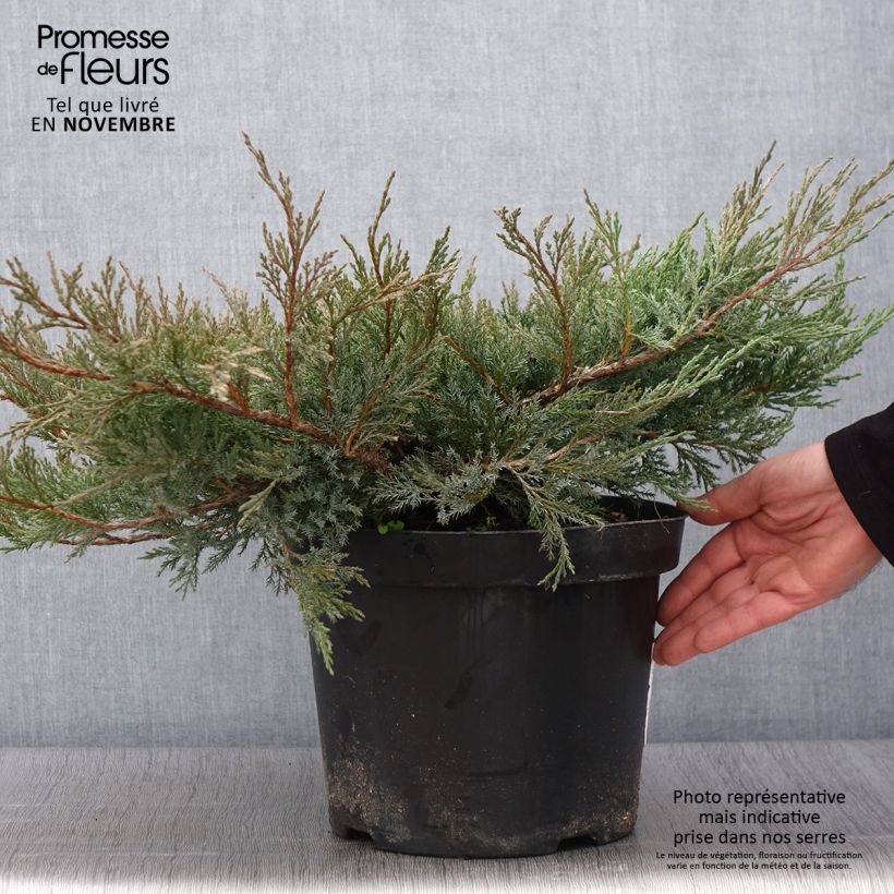 Juniperus horizontalis Agnieszka - Creeping Juniper 7.5L/10L pot sample as delivered in autumn