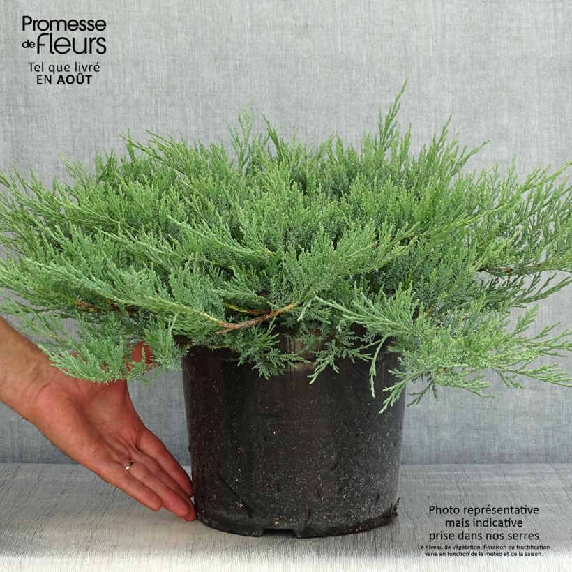 Juniperus horizontalis Agnieszka 7.5L/10L pot sample as delivered in summer