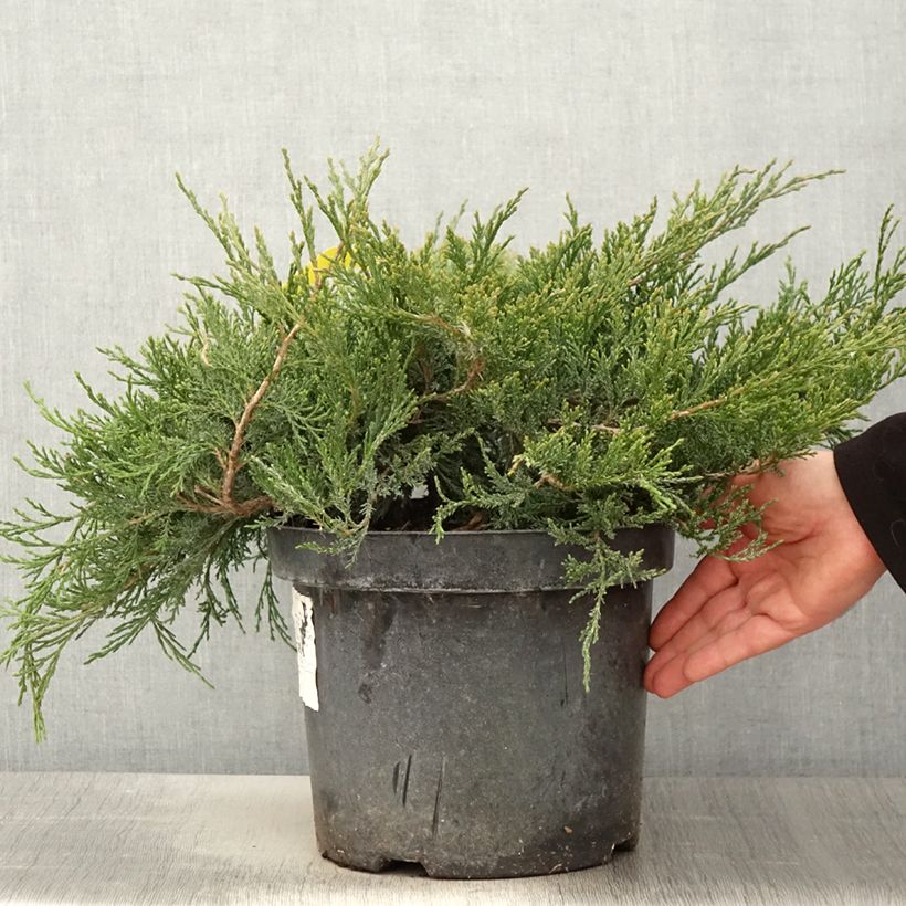 Juniperus horizontalis Agnieszka 7.5L/10L potShipped height around 40/50cm sample as delivered in spring