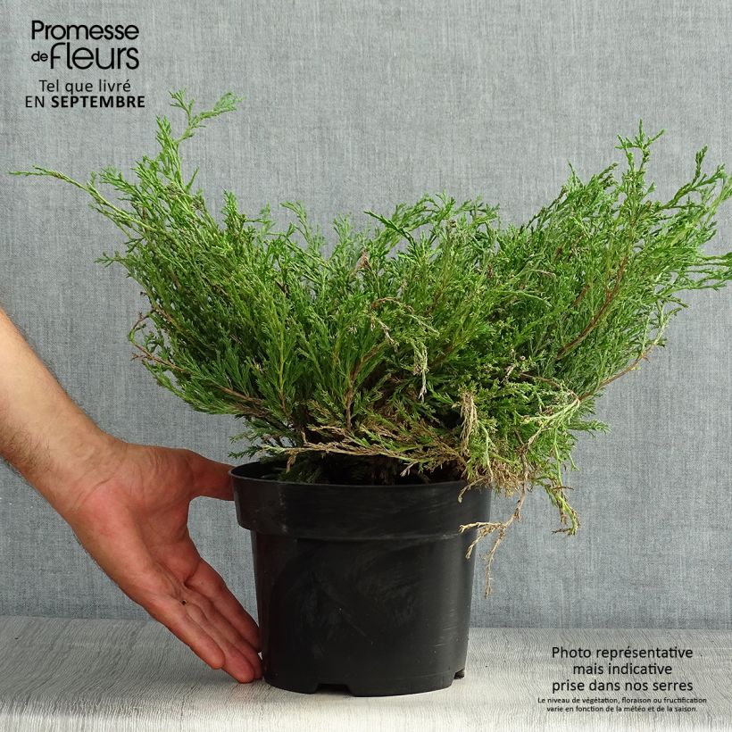 Juniperus horizontalis Andorra Compact 2L/3L pot sample as delivered in summer