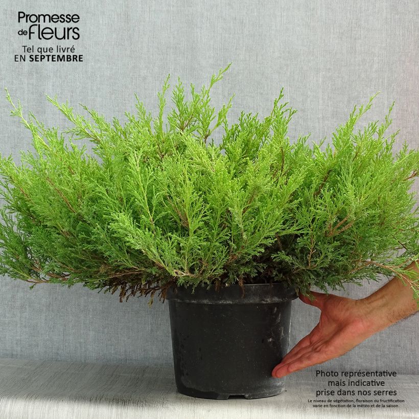 Juniperus horizontalis Andorra Compact 7.5L/10L pot sample as delivered in summer