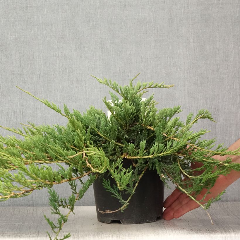 Juniperus horizontalis Jade River 2L/3L pot sample as delivered in summer