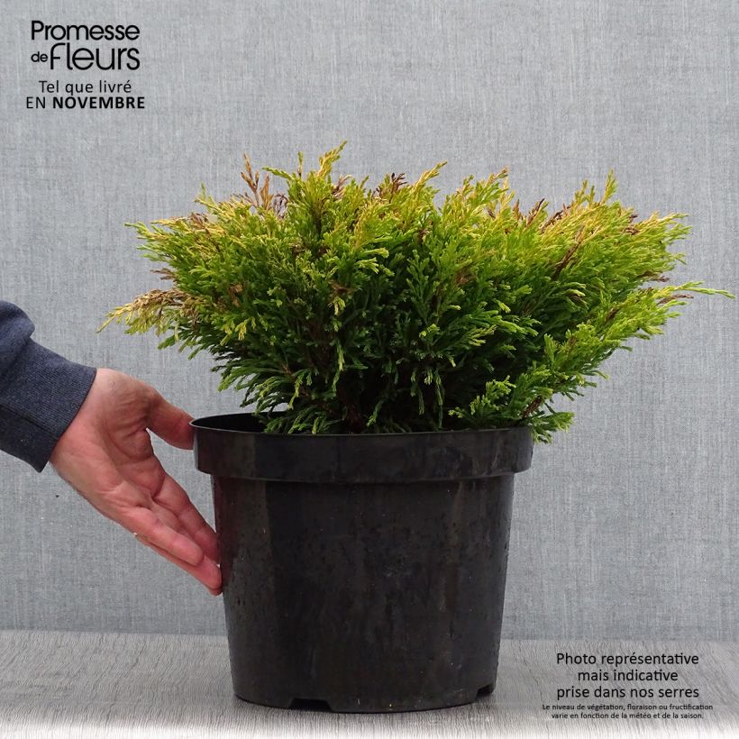 Juniperus horizontalis Limeglow 7.5L/10L pot sample as delivered in autumn