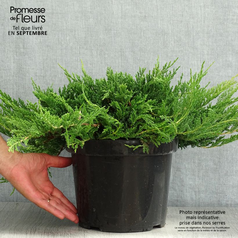 Juniperus horizontalis Prince Of Wales 7.5L/10L pot sample as delivered in summer
