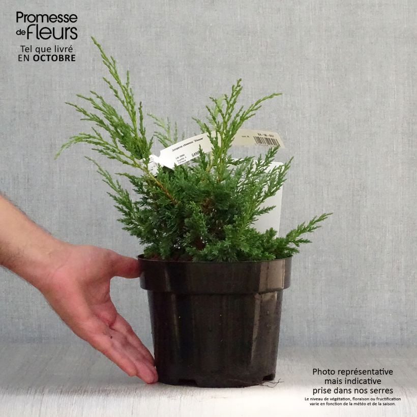 Juniperus Blaauw 2L/3L pot sample as delivered in autumn