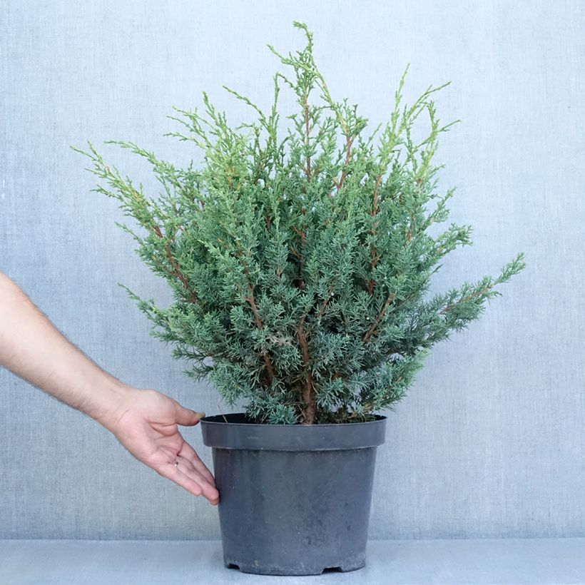 Juniperus Blaauw 7.5L/10L pot sample as delivered in summer
