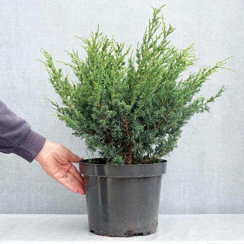 Juniperus Blaauw 7.5L/10L pot sample as delivered in spring