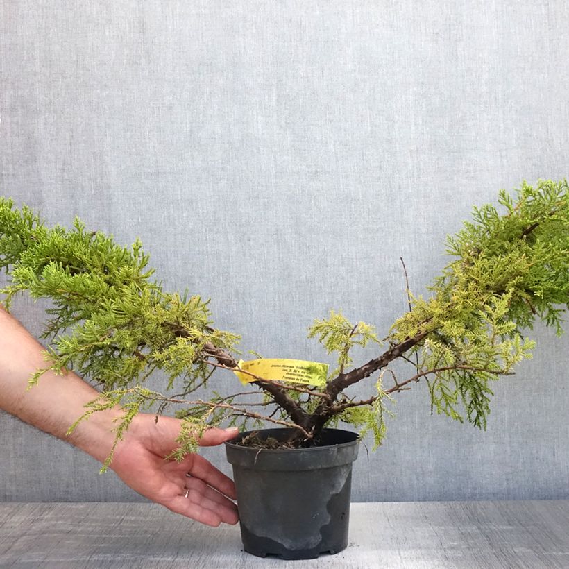 Juniperus Goldkissen 2L/3L pot sample as delivered in summer
