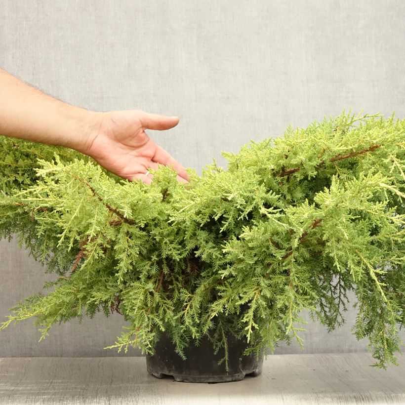 Juniperus Goldkissen 7.5L/10L pot sample as delivered in summer