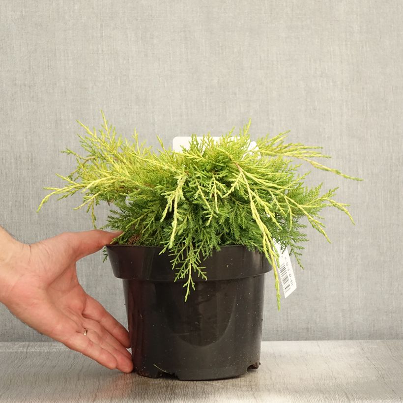 Juniperus pfitzeriana King of Spring 2L/3L pot sample as delivered in autumn