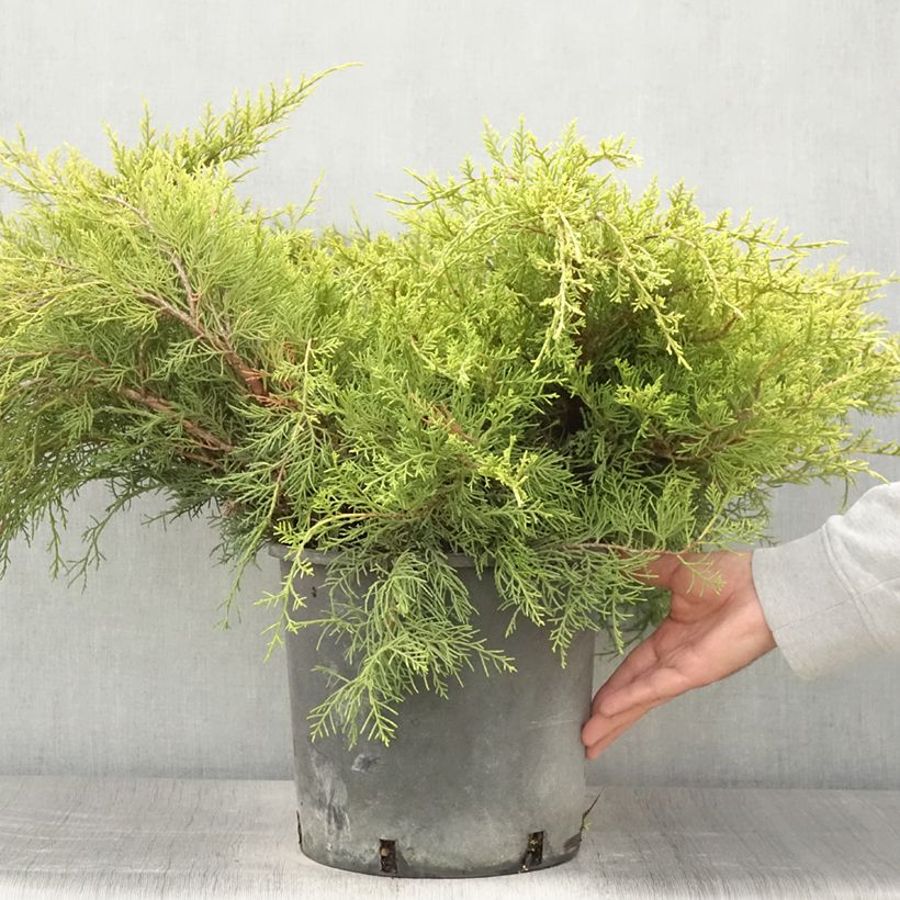 Juniperus x pfitzeriana Old Gold 7.5L/10L pot sample as delivered in summer