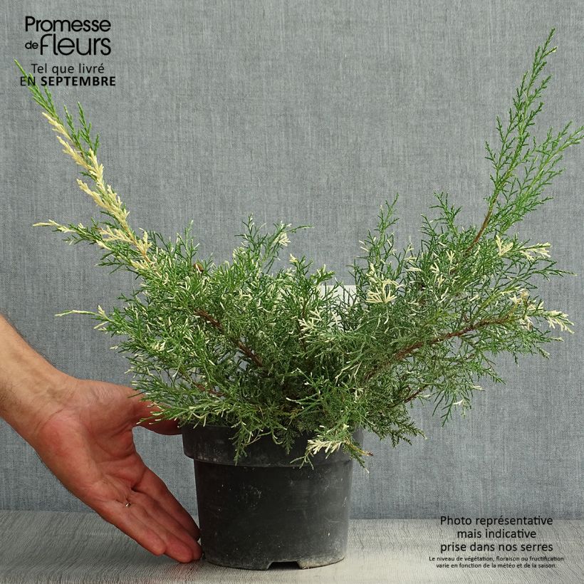 Juniperus pfitzeriana White Splash 2L/3L pot sample as delivered in summer