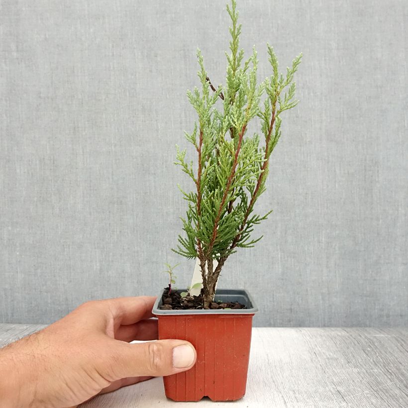 Juniperus scopulorum Moonglow 8/9 cm pot sample as delivered in summer