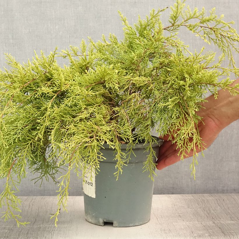 Juniperus pfitzeriana Gold Coast 2L/3L pot sample as delivered in summer
