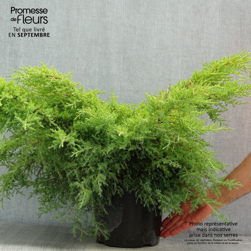 Juniperus x pfitzeriana Gold Star 7.5L/10L pot sample as delivered in summer