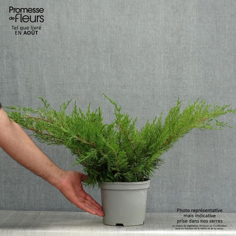 Juniperus  media Mint Julep 2L/3L pot sample as delivered in summer