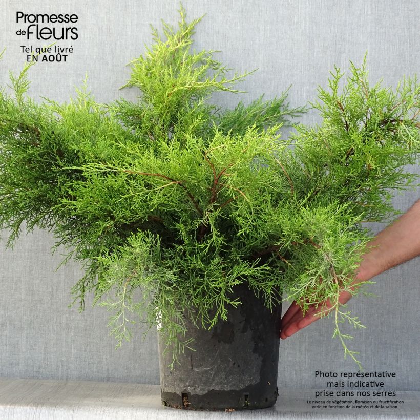 Juniperus  media Mint Julep 7.5L/10L pot sample as delivered in summer